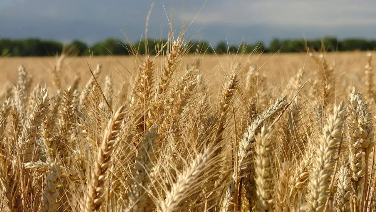 Épis dorés de céréale cultivée en France, prêts pour la récolte. Le soleil illumine le champ à perte de vue.