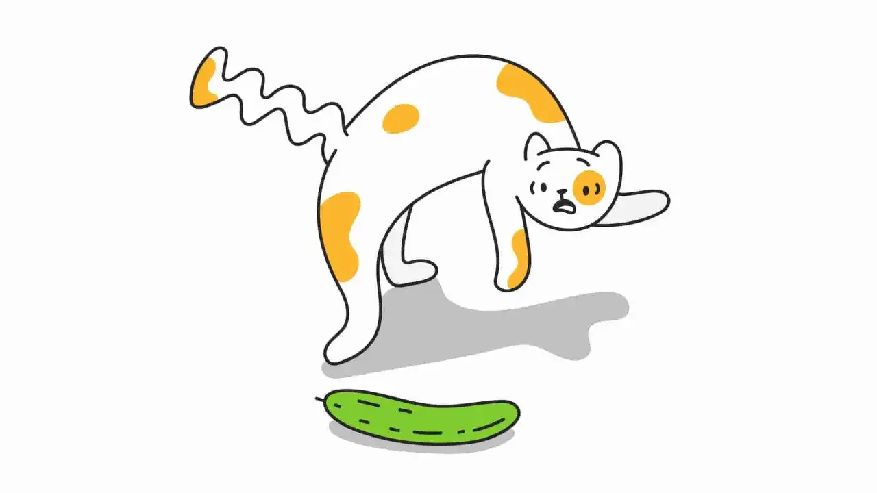 Ein weiß-orange geflecktes Kätzchen springt erschrocken zurück, als es eine Gurke entdeckt. Warum haben Katzen Angst vor Gurken?