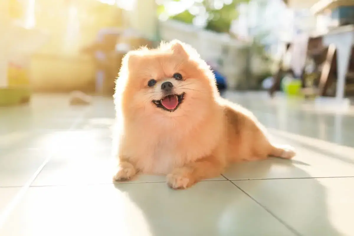 Uśmiechnięty piesek rasy pomeranian leży na płytkach, rozkoszując się ciepłem słońca. Jego futerko lśni w promieniach.