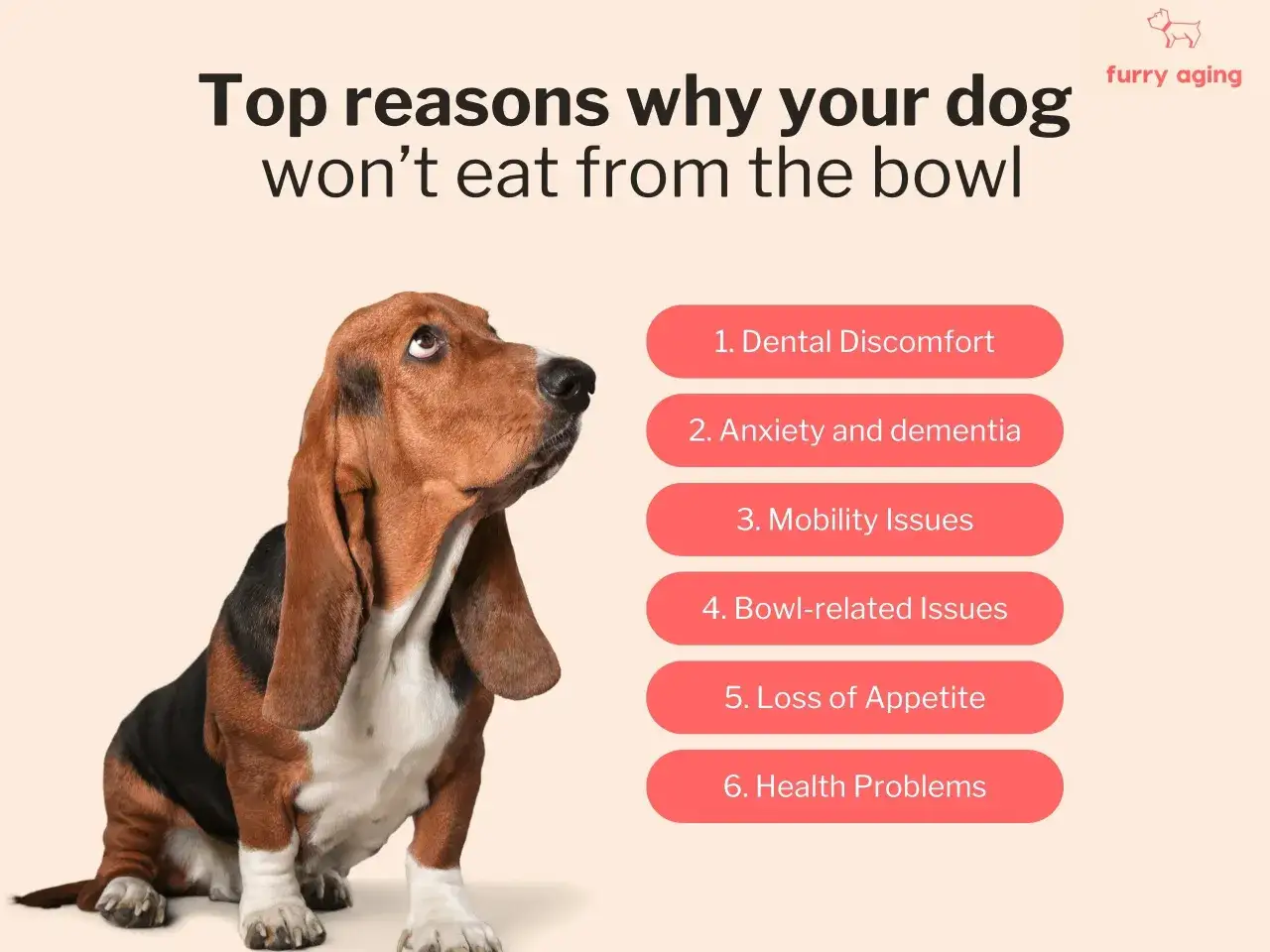 Smutny basset hound patrzy w g&oacute;rę, zastanawiając się, dlaczego pies nie chce jeść z miski. Lista przyczyn obejmuje problemy z zębami, lęk, problemy z poruszaniem się i apetytem.