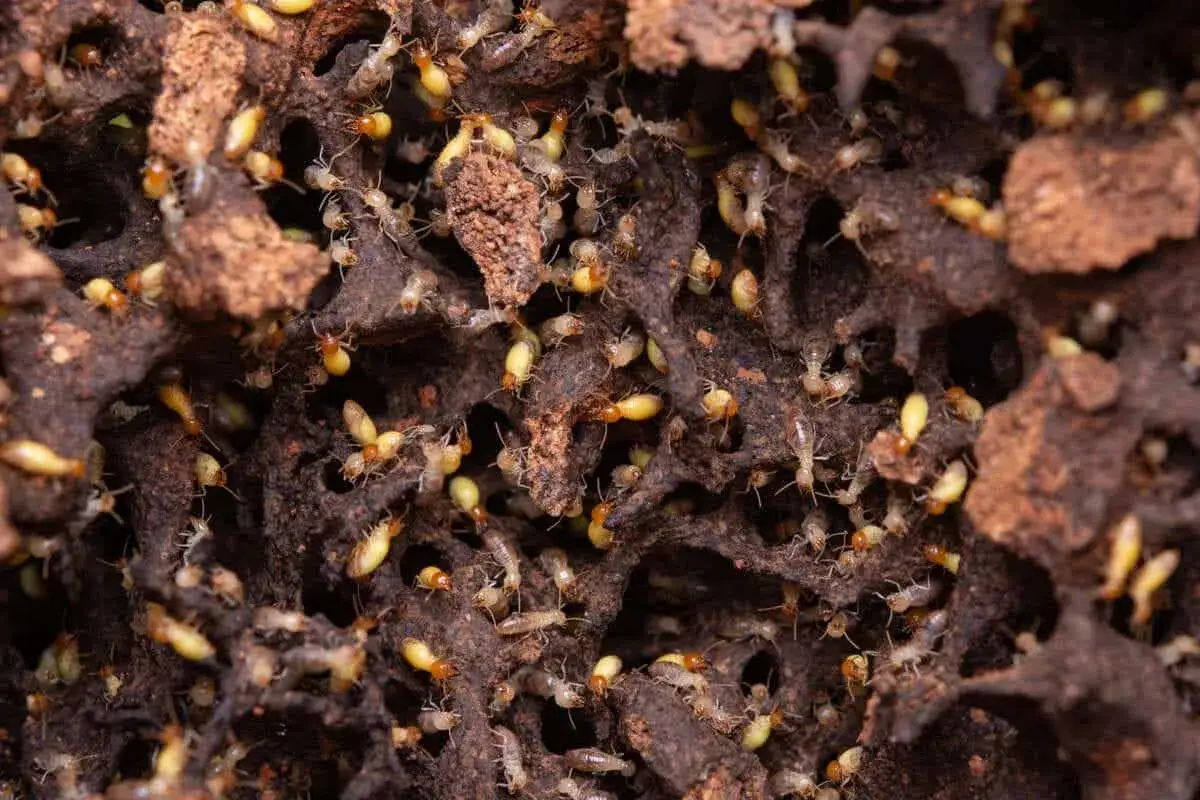 Colonnie de **mites bois meuble** dans leur nid complexe. Ces insectes xylophages rongent le bois, causant des dégâts importants.