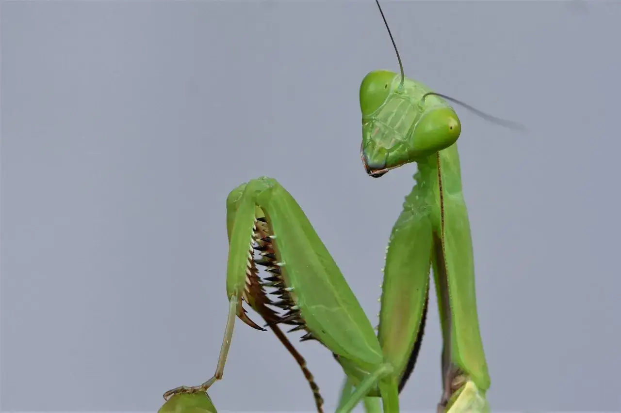 Una mantide religiosa verde, forse la mantide pi&ugrave; grande del mondo, con occhi sporgenti e zampe anteriori artigliate pronte a cacciare.