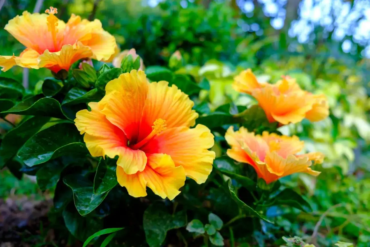 Piękne, pomarańczowo-żółte hibiskus odmiany kwitną w słońcu.