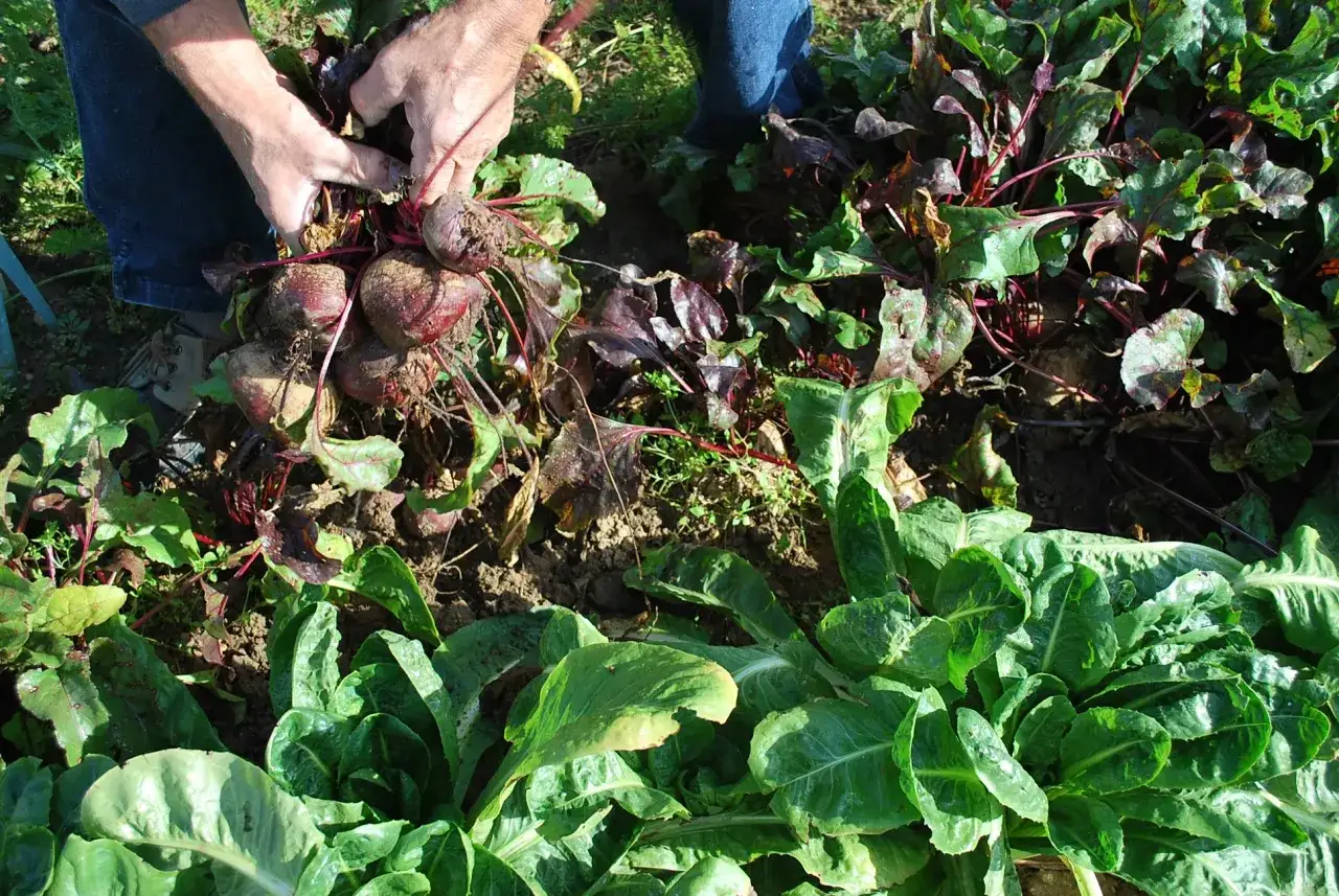 Mains récoltant des betteraves dans une plantation. Les feuilles vertes et les racines rouges sont visibles.