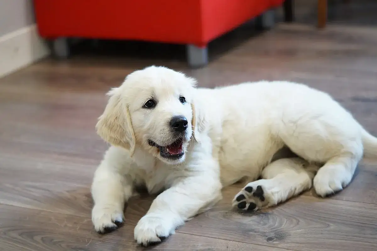 Uroczy golden retriever szczeniak leży na drewnianej podłodze. Zastanawiasz się nad jego ceną?