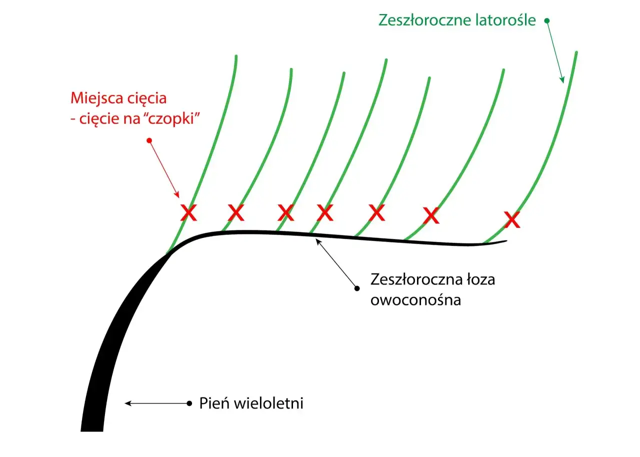 Schemat przycinania winogron na wiosnę: cięcie zeszłorocznych latorośli na 