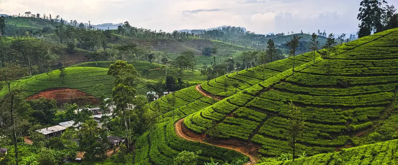 Grüne Teeplantagen schlängeln sich über die Hügel eines **Berg Sri Lanka**. Kleine Häuser sind zwischen den üppigen Terrassen versteckt.