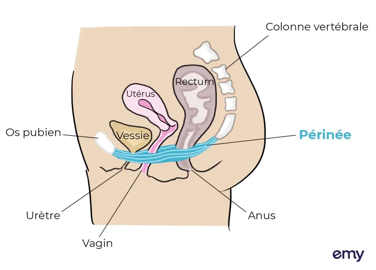Schéma anatomique du pelvis féminin montrant la vessie, l'utérus, le rectum, le périnée et l'urètre. Une vessie pleine peut causer une sensation de pression.