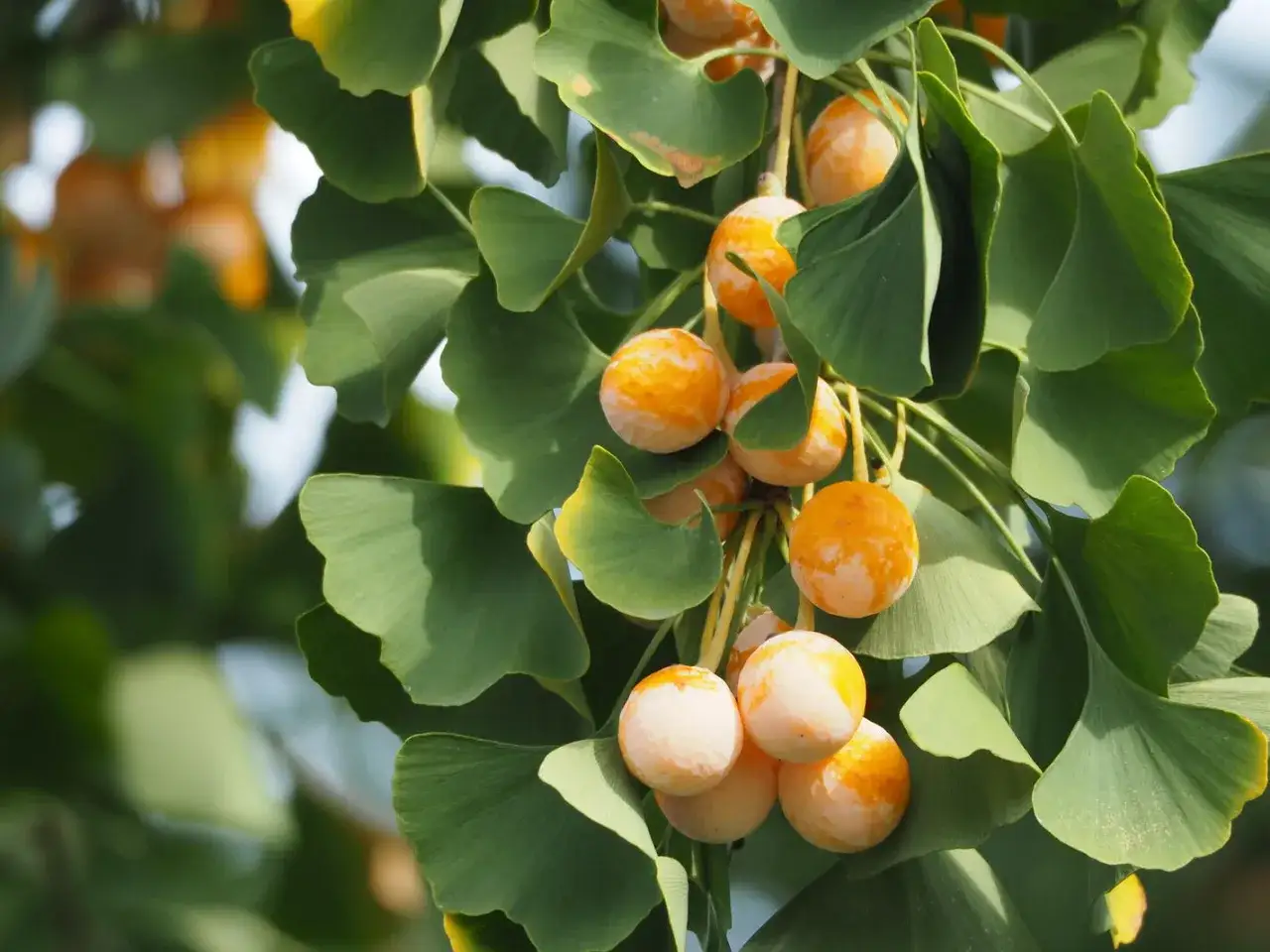 Ginkgo-Früchte hängen an einem Ast, umgeben von fächerförmigen, grünen Blättern. Die Früchte sind rund und haben eine orange-weiße Färbung.