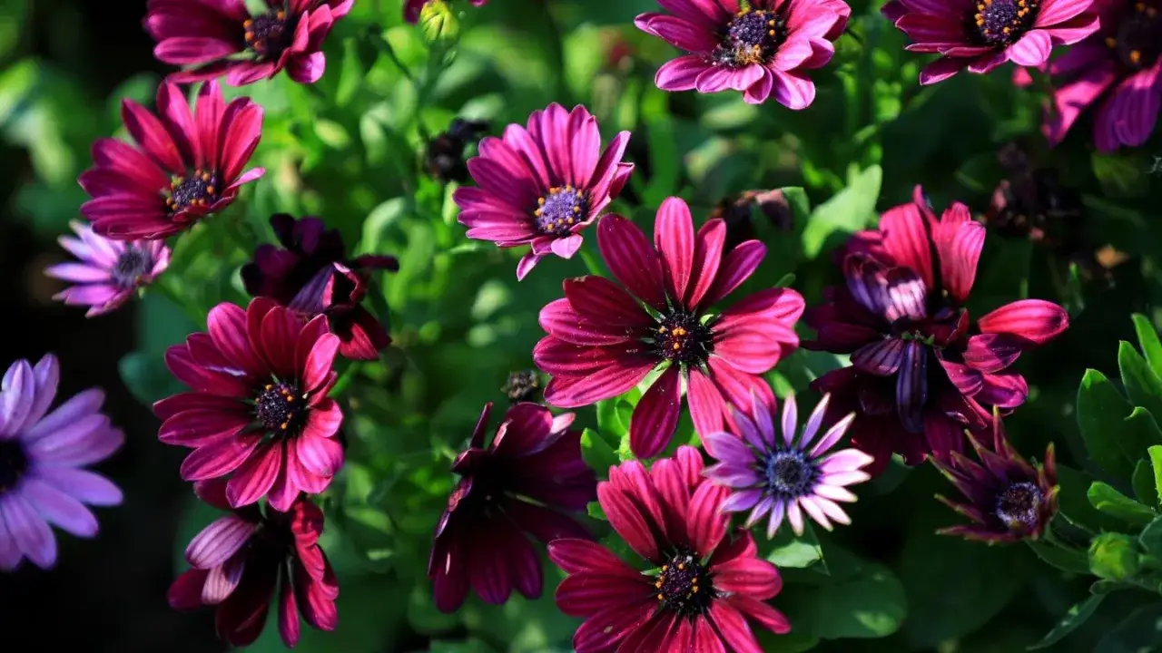 Bunte, winterharte Chrysanthemen-Arten bl&uuml;hen &uuml;ppig in leuchtenden Pink- und Violettt&ouml;nen.