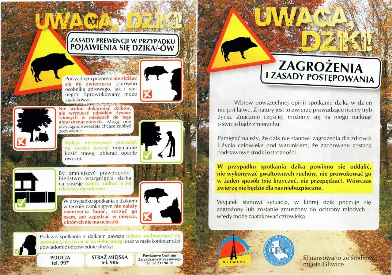 Infografika: Jak zachować się podczas spotkania z dzikiem