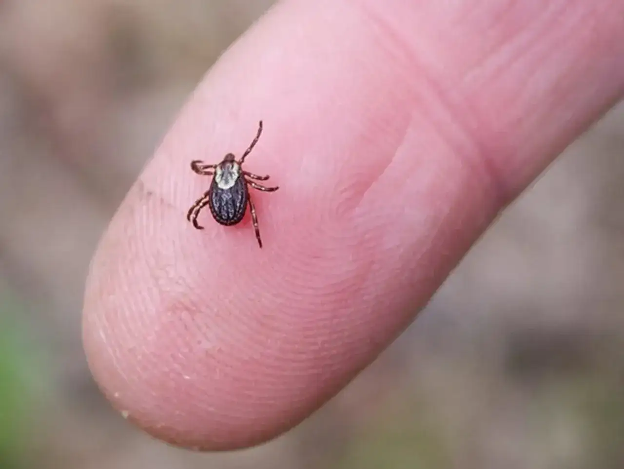 Una garrapata peque&ntilde;a, con su cuerpo oscuro y patas finas, se posa sobre la yema de un dedo humano, mostrando su tama&ntilde;o diminuto.