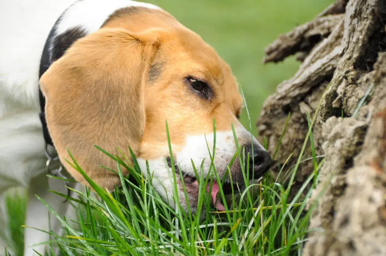 Un perro beagle come hierba, quiz&aacute;s para aliviar su est&oacute;mago.