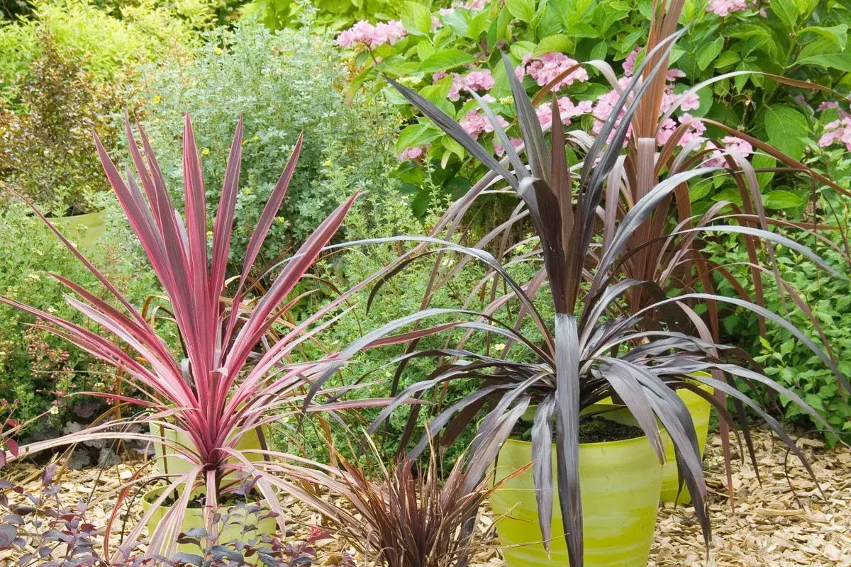 Plantes de cordyline aux feuilles longues et élancées, certaines d'un rouge vif, d'autres d'un pourpre foncé. Quelques cordyline feuilles sèches ajoutent de la texture.