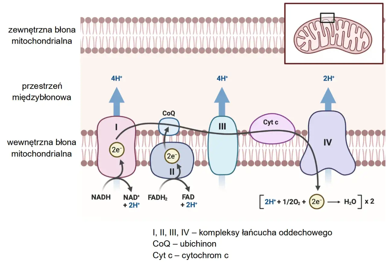Łańcuch oddechowy w mitochondrium. Czy biologia rozszerzona jest trudna? Ten schemat pokazuje transport elektronów i protonów.