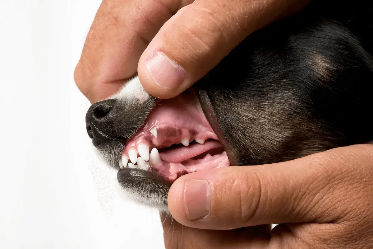 Dedos revisan encías rosadas de un perro para saber si está deshidratado.