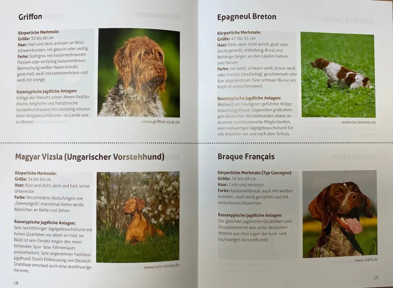 Ein brauner Jagdhund mit struppigem Fell, eine beliebte Jagdhund Rasse.
