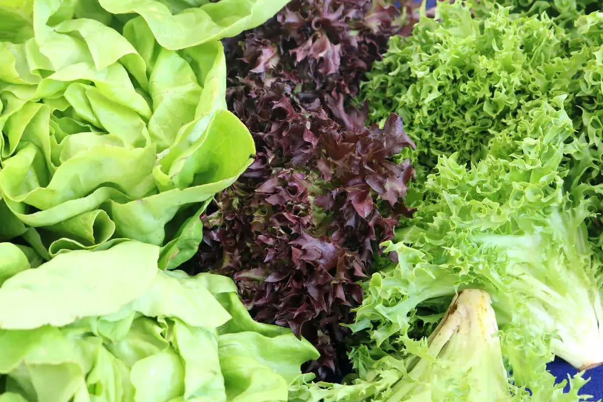 varietà di insalate tipi diversi