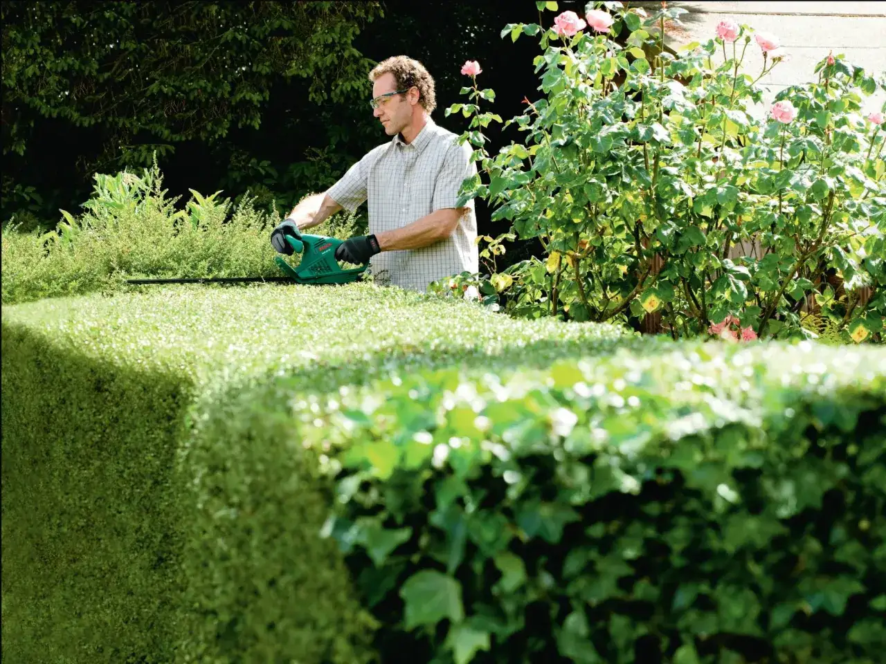Mann mit Heckenschere im Garten, um die Hecke schneiden im Juni. Rosen bl&uuml;hen daneben.