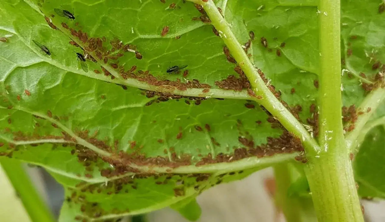 Gros plan sur une feuille verte recouverte de colonies de pucerons bruns et de quelques pucerons ail&eacute;s. Ces plantes attirent les pucerons.