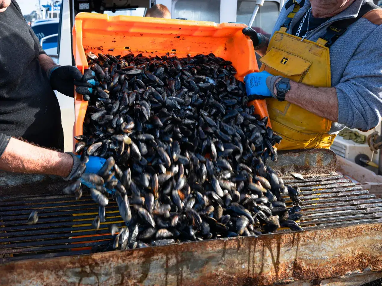 Des pêcheurs déversent une caisse orange remplie de moules ouvertes avant cuisson.