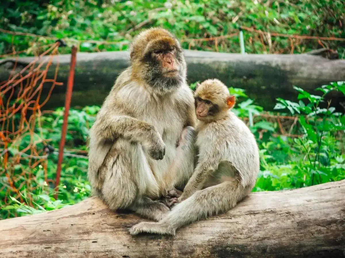 Zwei Berberaffen, ein Erwachsener und ein Jungtier, sitzen auf einem Baumstamm in einem Zoo in Polen.