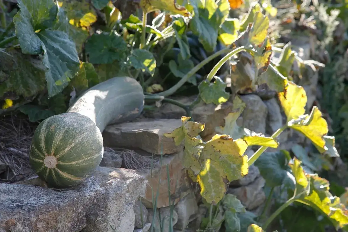 Une courgette longue de Nice, verte et striée, repose sur des pierres. Ses feuilles jaunies se déploient sous le soleil.