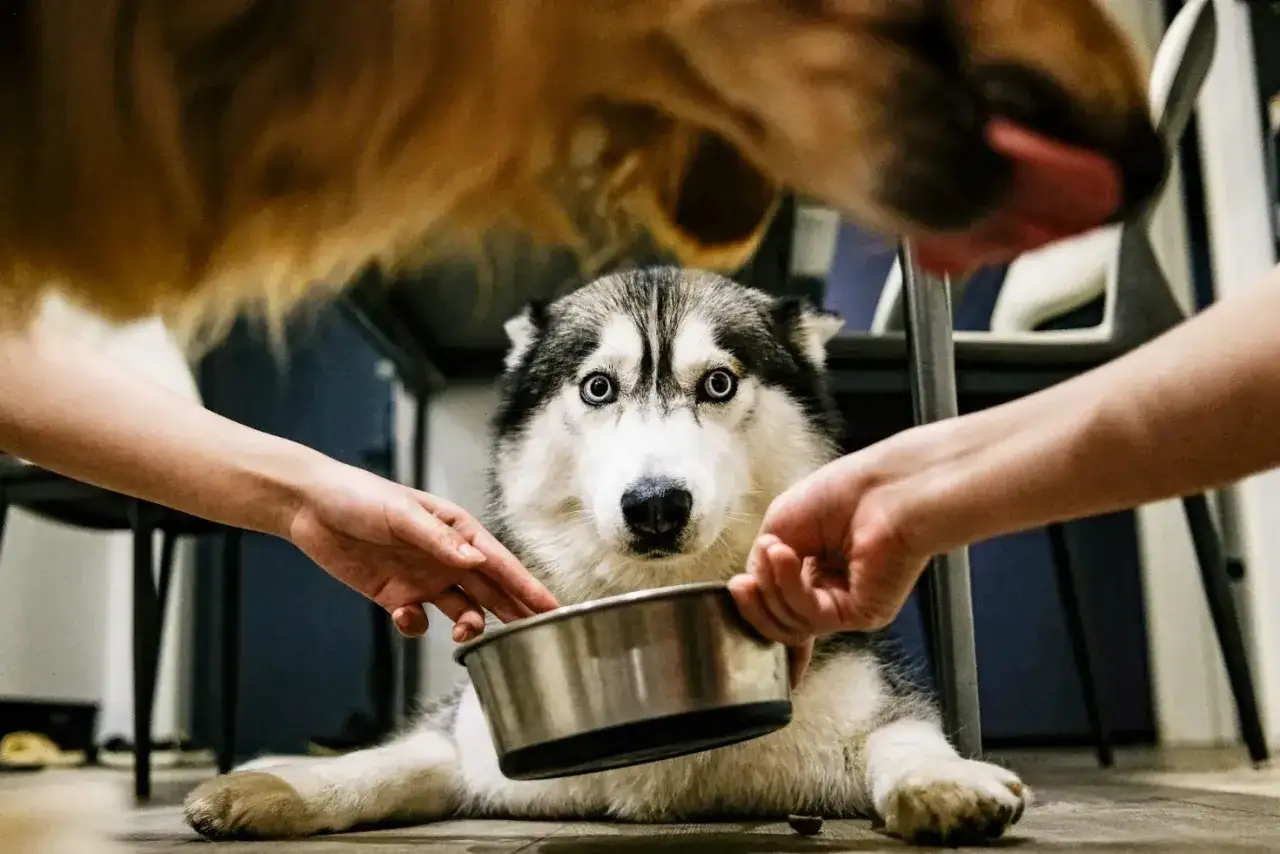 Husky z niebieskimi oczami czeka na jedzenie, dwie ręce trzymają miskę. Może to być karma lub nawet smecta dla psa, gdy czuje się źle.