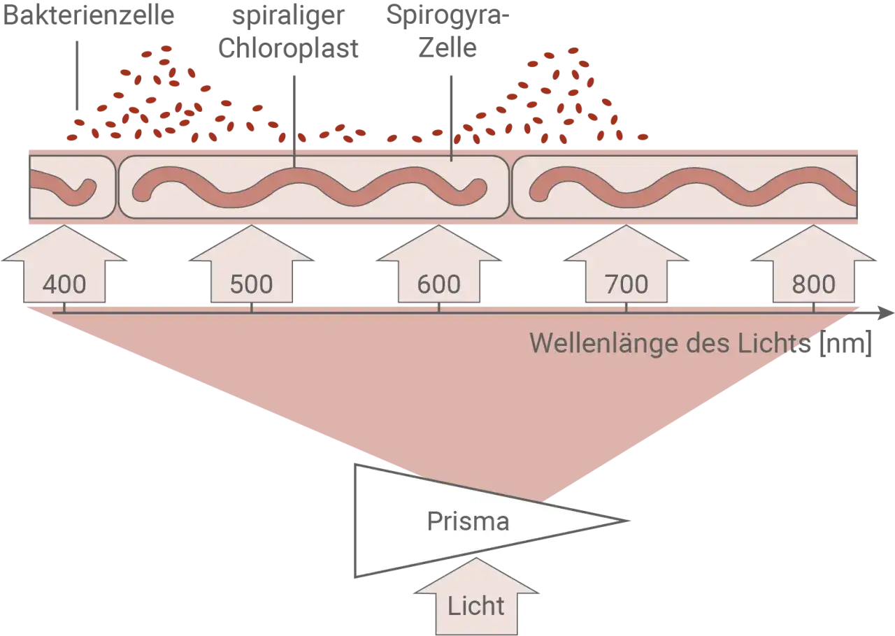 Der Engelmannsche Bakterienversuch zeigt, wie Bakterien sich an Spirogyra-Zellen ansammeln, die von Licht verschiedener Wellenlängen bestrahlt werden.