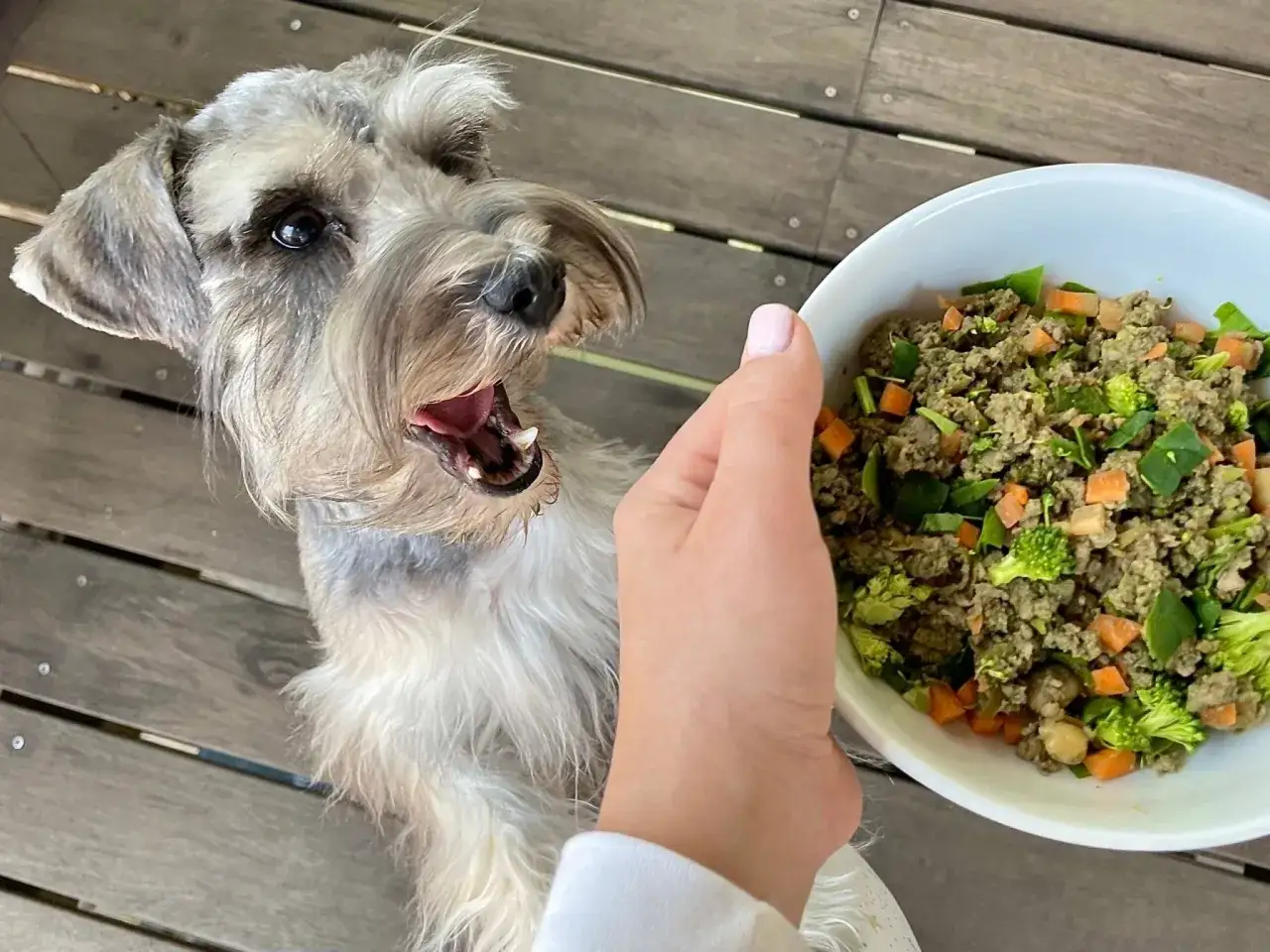 Schnauzer esperando ansioso su plato de comida natural para perros, con trozos de carne, br&oacute;coli y zanahoria.