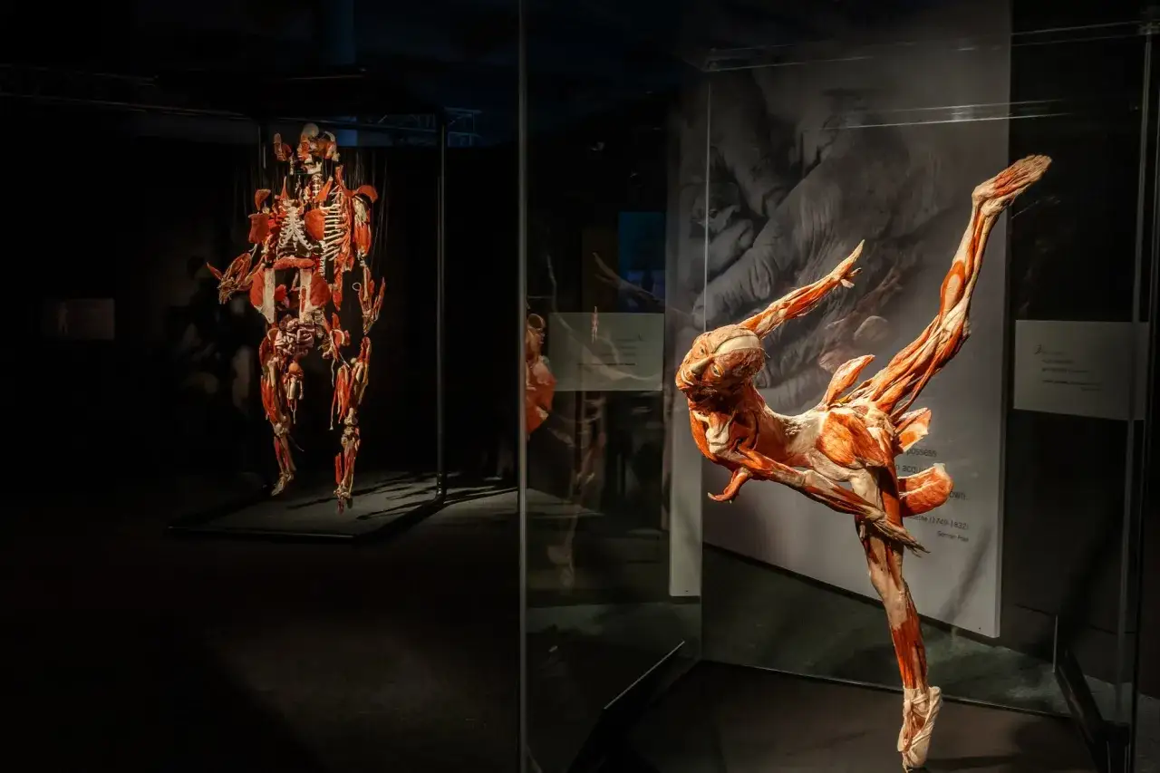 Wystawa Body Worlds Wrocław: ludzkie ciało w pozie baletnicy i stojącej postaci, eksponaty anatomiczne w gablotach.