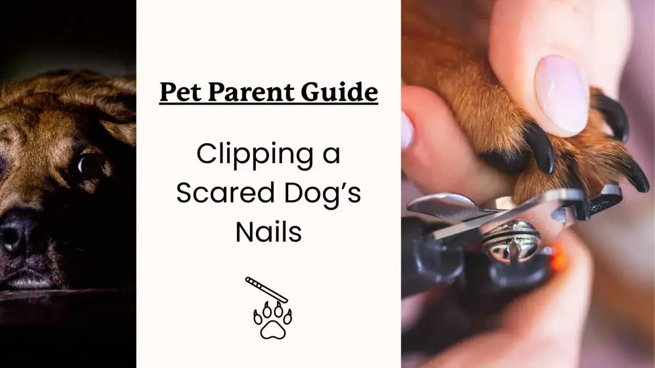 Guide pour couper les ongles d'un chien effrayé. Gros plan sur une patte de chien et un coupe-ongles.