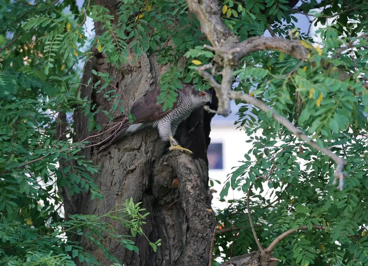 Ein Habicht im Garten sitzt auf einem Baumstamm, umgeben von gr&uuml;nem Laub.