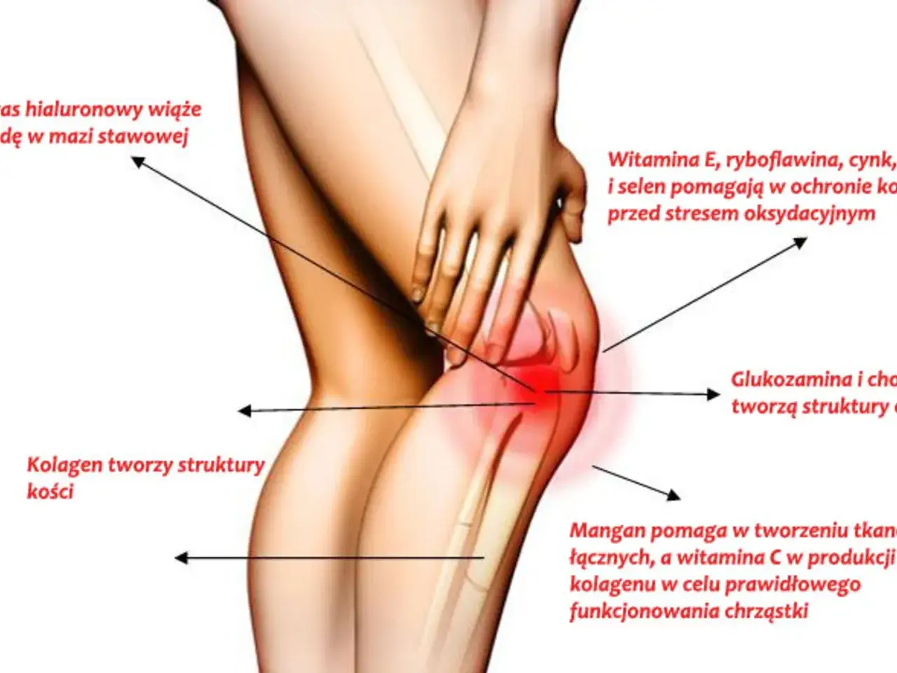 Anatomia kolana ból