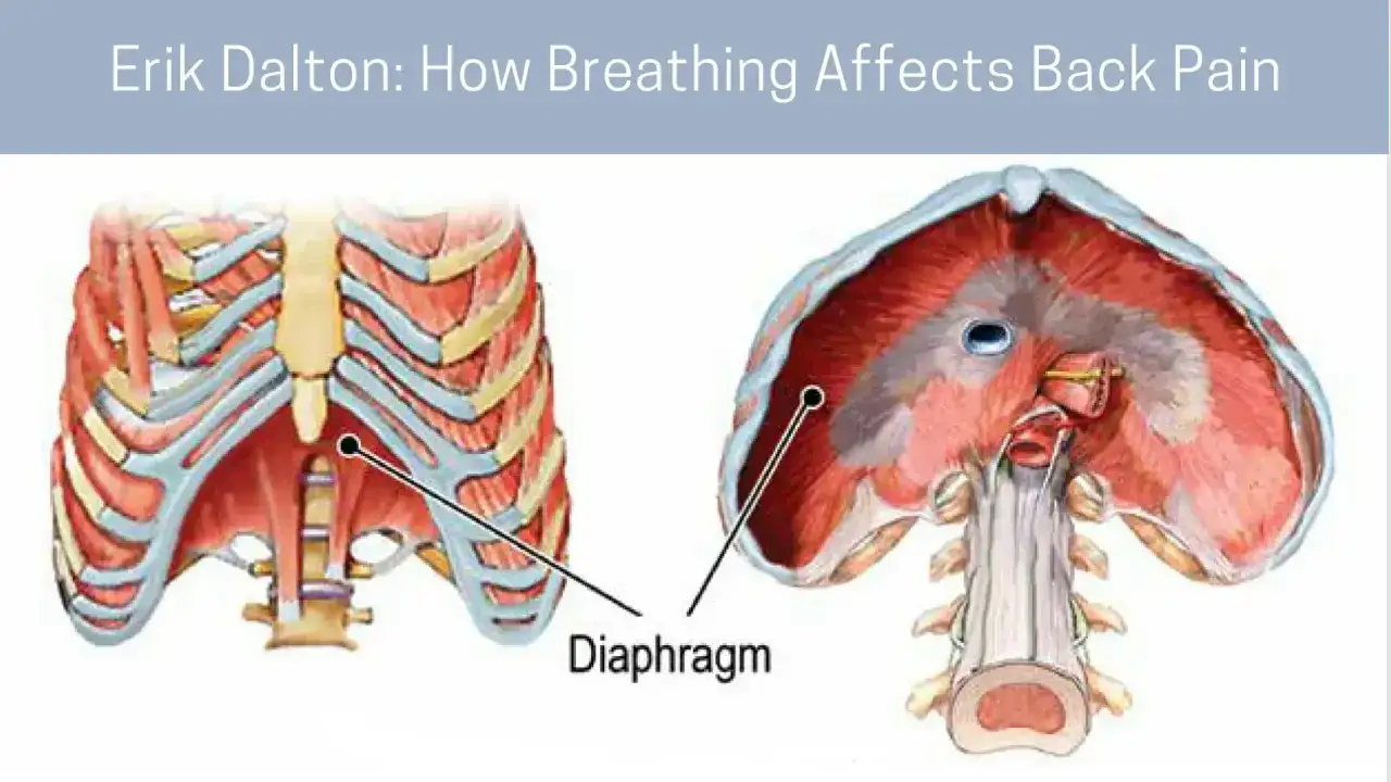 Ilustración del diafragma y la caja torácica, mostrando cómo la respiración puede afectar el dolor de espalda alta y los pulmones.