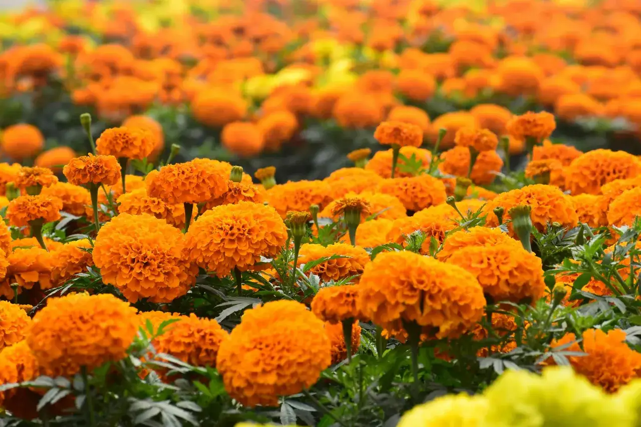 Champ de fleurs d'oeillet d'inde tomate, aux couleurs vives et éclatantes, évoquant la chaleur de l'été.