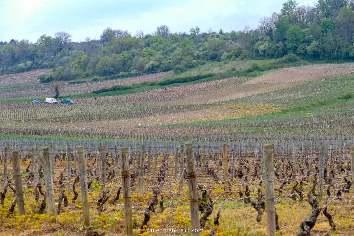 Weinberge entlang der Route des Grands Crus, mit Reihen von Rebst&ouml;cken und Fahrzeugen im Hintergrund.