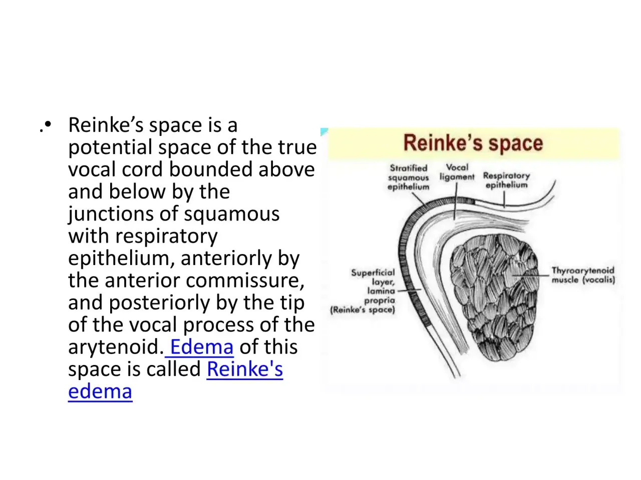 Anatomia krtani: przestrzeń Reinkego, jej budowa i obrzęk.
