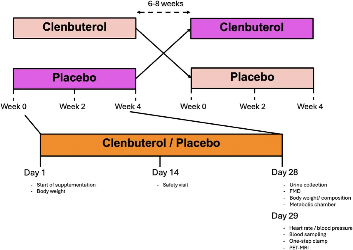 Schemat badania porównującego efekty clenbuterolu i placebo na skład ciała, z pomiarami w dniach 1, 14, 28 i 29.