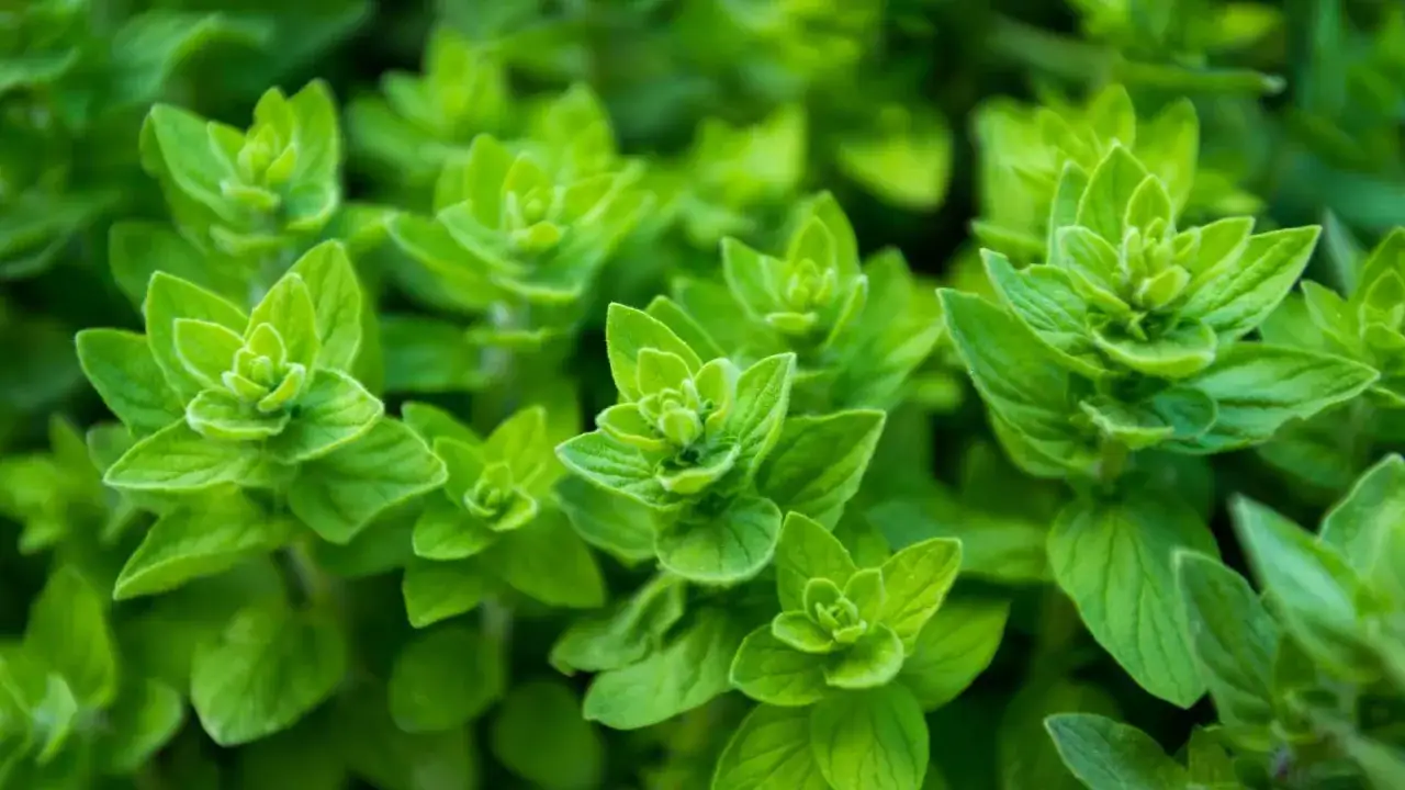Zielone, świeże liście oregano, idealne do przygotowania domowego olejku z oregano.