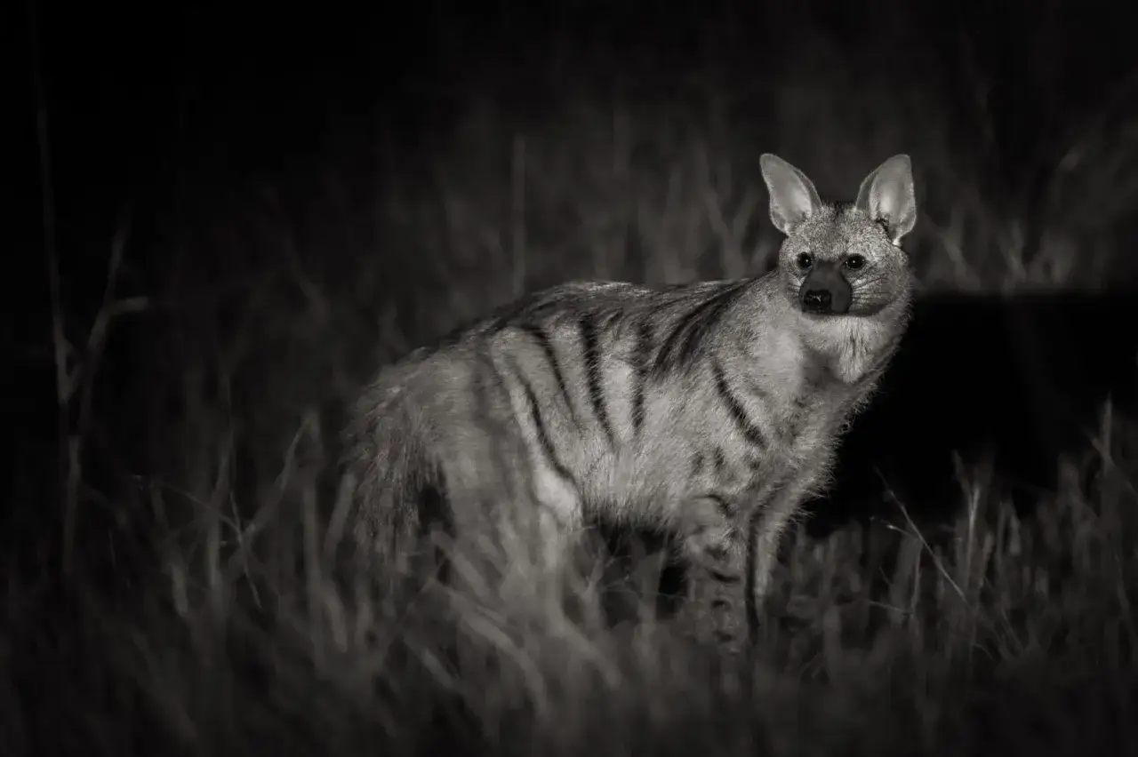 Un lobo de tierra con rayas oscuras se alza entre la hierba alta, sus grandes orejas atentas a los sonidos de la noche.