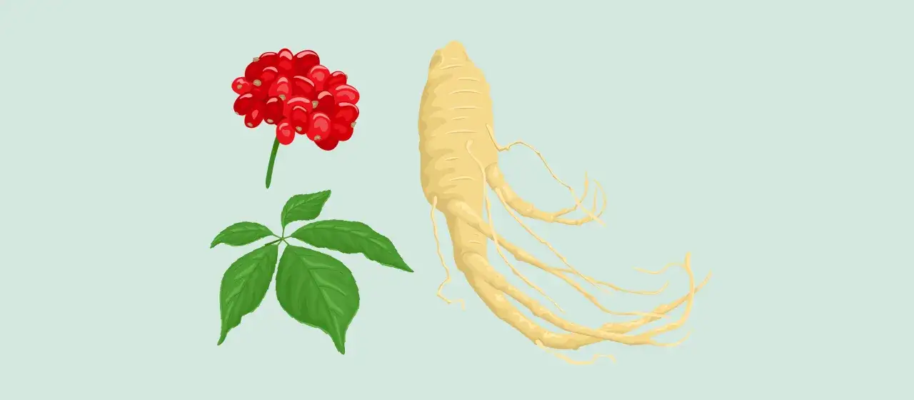 Racine de ginseng, baies rouges et feuilles vertes. Le ginseng est connu pour ses nombreux ginseng bienfaits homme, notamment l'&eacute;nergie et la vitalit&eacute;.
