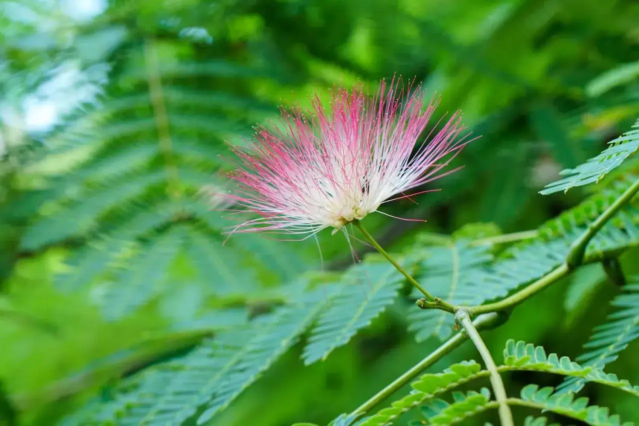 Fleur d'albizia, signe de croissance et de renouveau, avec ses filaments roses et blancs &eacute;clatants sur fond de feuillage vert.