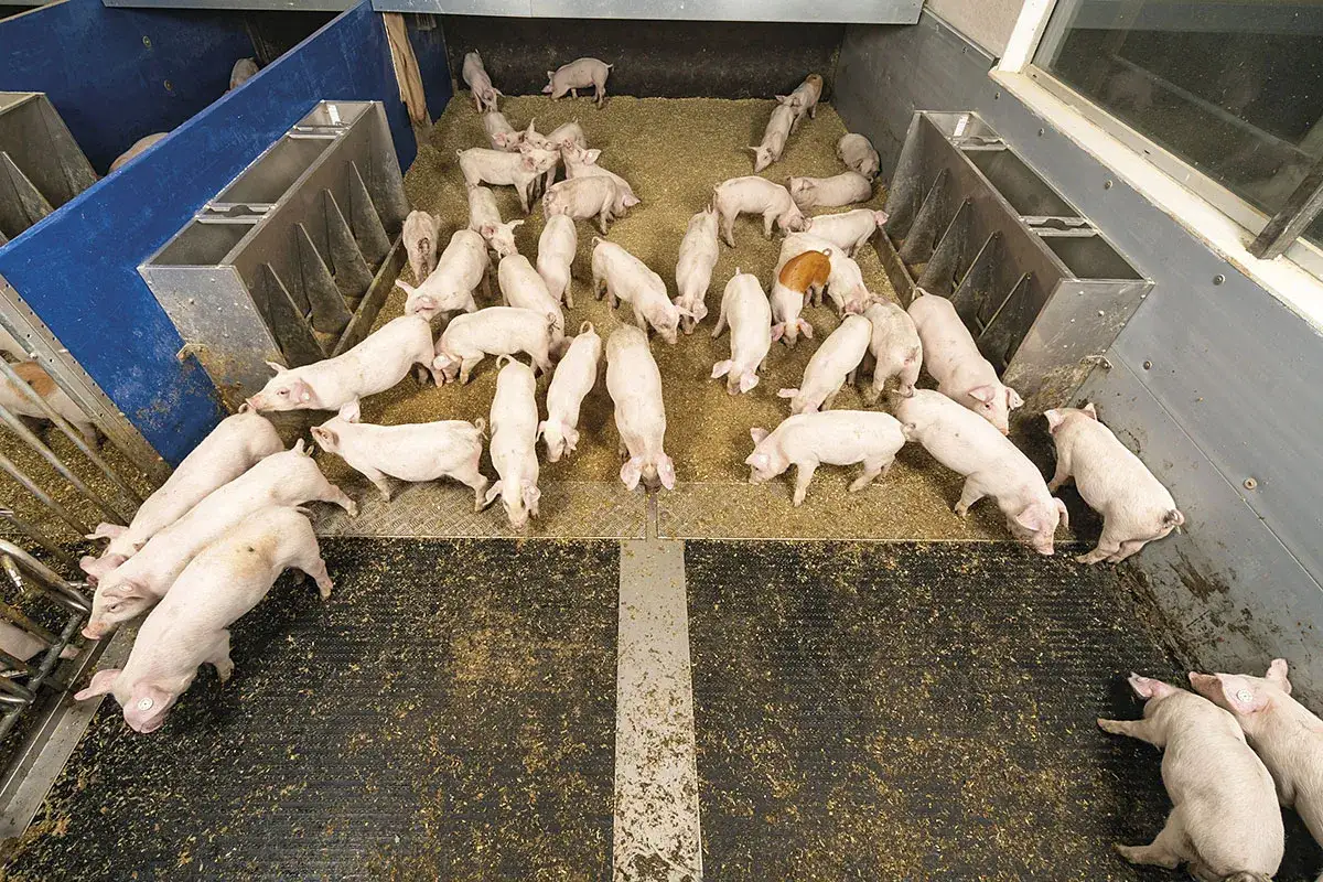 Un gruppo di maialini rosa in un recinto, un'immagine che mostra l'allevamento maiali. Alcuni mangiano, altri riposano.