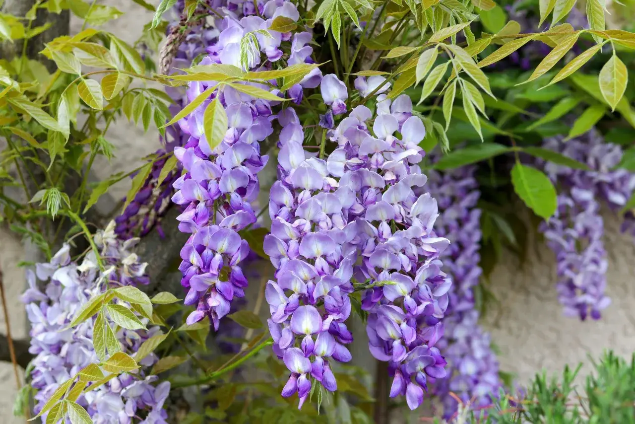 Vackra lila blommor av bl&aring;regn h&auml;nger i klasar fr&aring;n en kruka, med gr&ouml;na blad som ramar in dem.