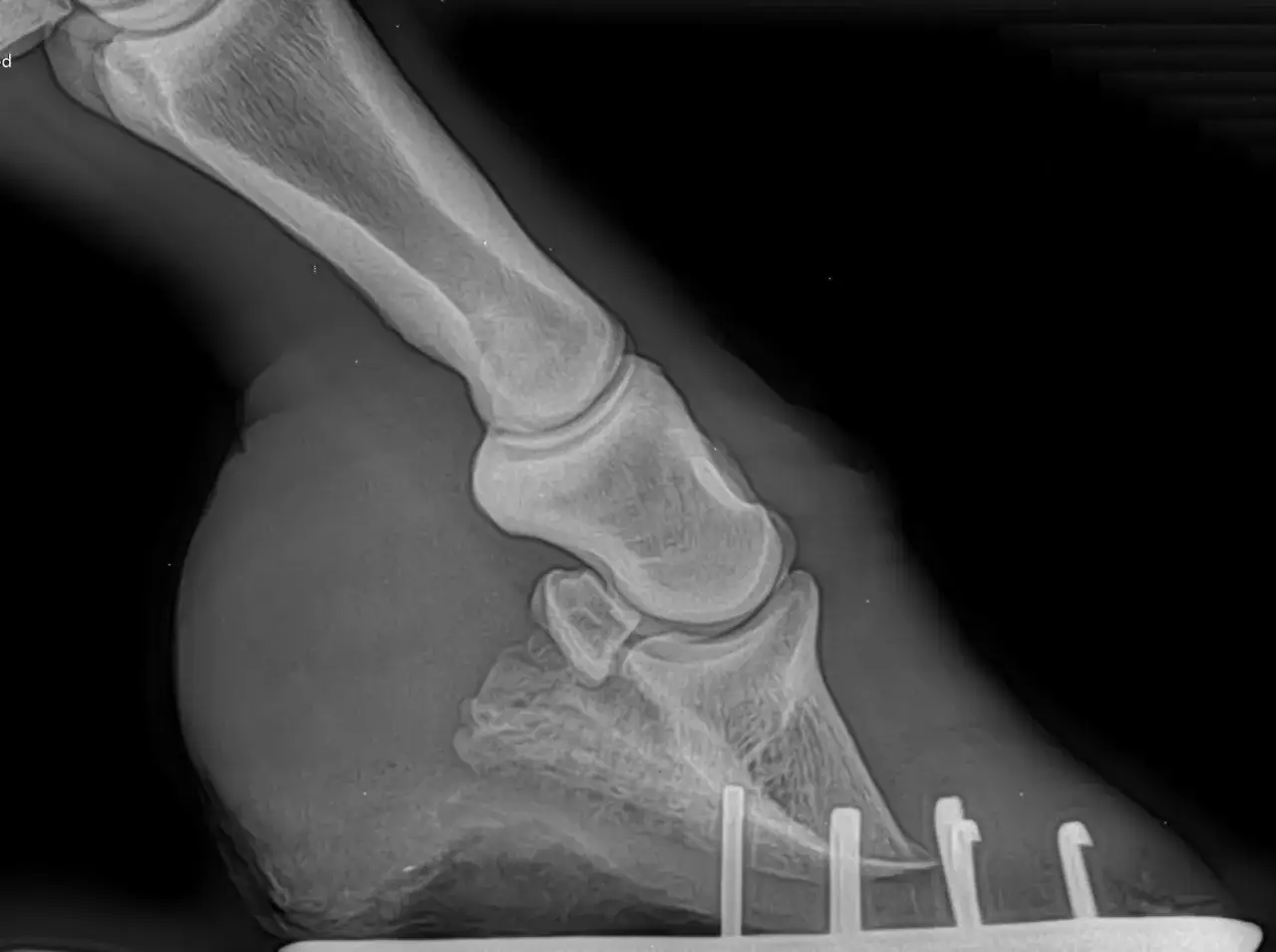 Radiographie d'un pied de cheval montrant une fourbure. L'aspirine est parfois utilis&eacute;e pour soulager la douleur.