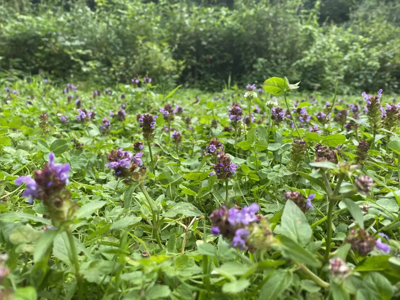 Ein Feld mit lila blühender kleiner Braunelle, bekannt für ihre Heilwirkung.