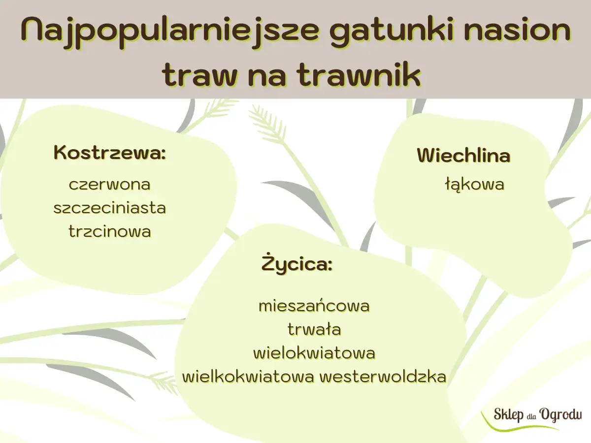 Najpopularniejsze gatunki traw na trawnik: kostrzewa, życica, wiechlina. Wybierz najlepszą trawę dla swojego ogrodu.
