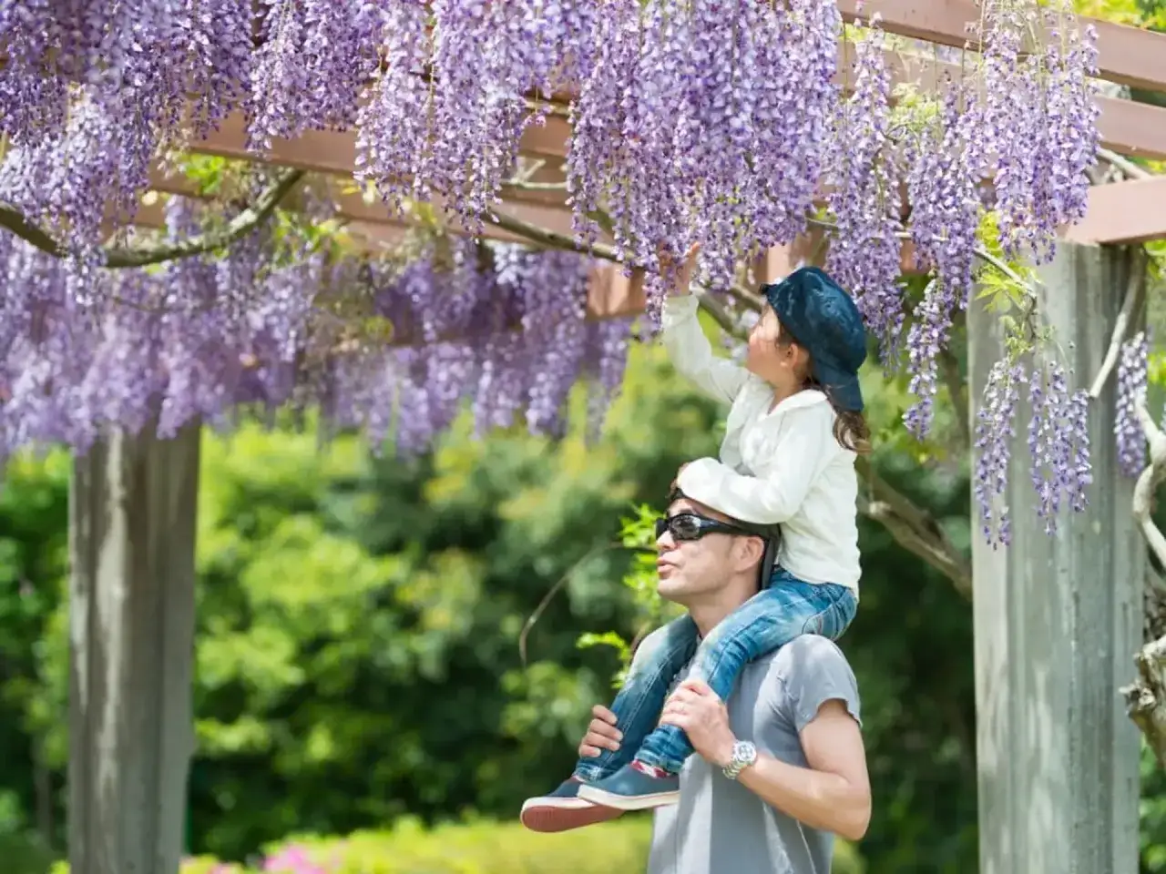 Ojciec niesie dziecko na barana pod kwitnącą wisterią. Czy wisteria jest trująca? Warto wiedzieć, że tak, ale jej piękno zachwyca.
