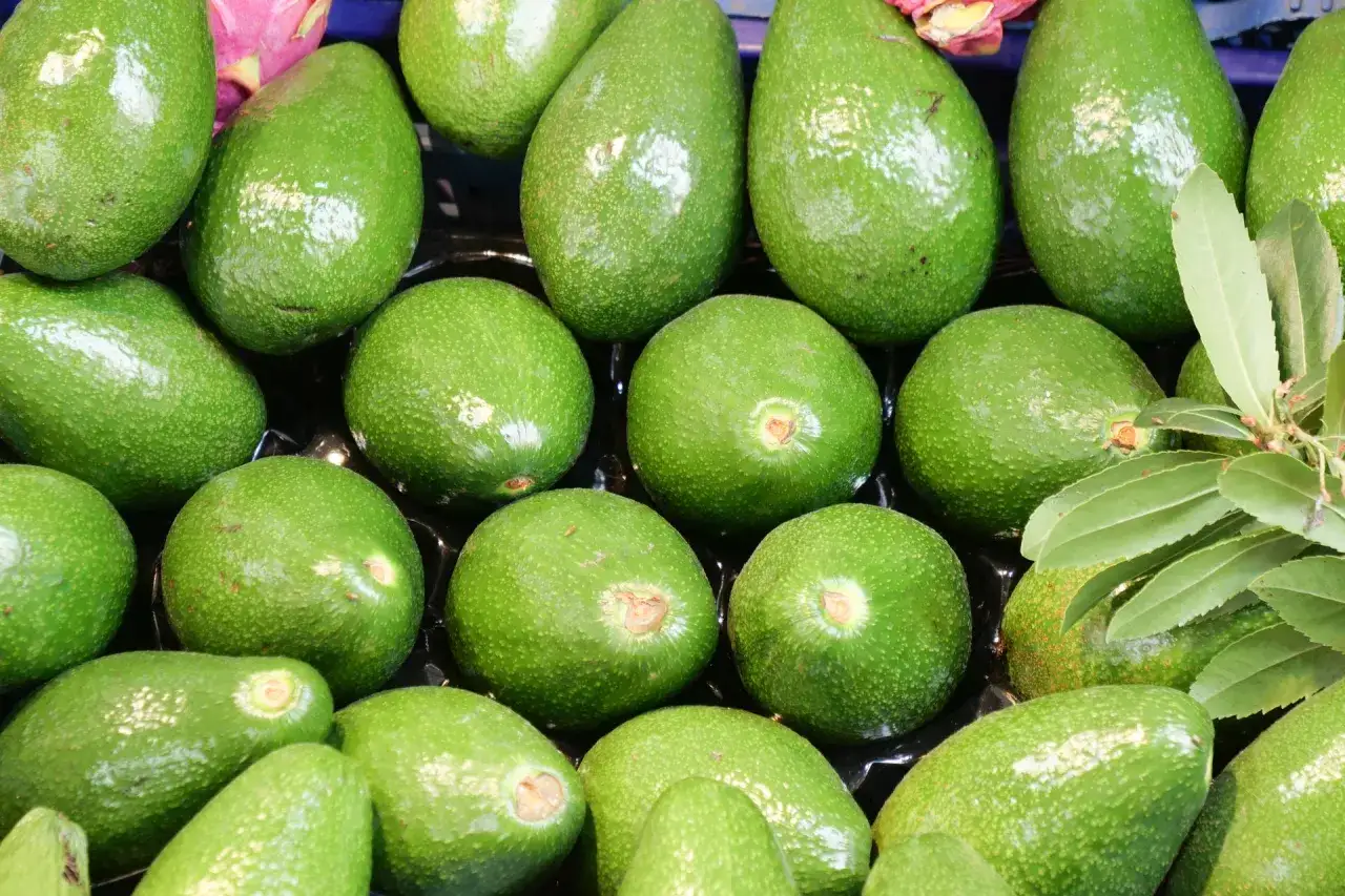 Ein Haufen grüner Avocados. Ist Avocado Obst oder Gemüse? Botanisch gesehen ist sie eine Frucht, aber kulinarisch wird sie oft wie Gemüse verwendet.